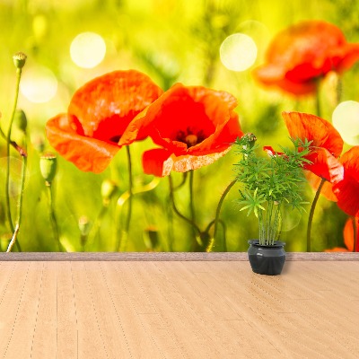 Wallpaper Poppies meadow