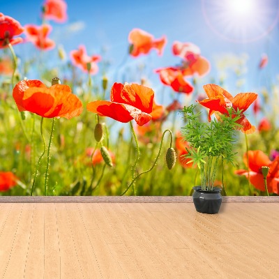 Wallpaper Red poppies