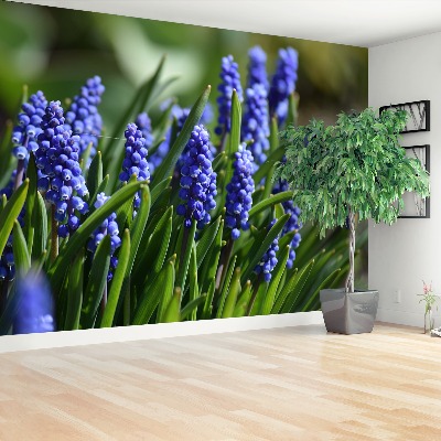 Wallpaper Blue hyacinths