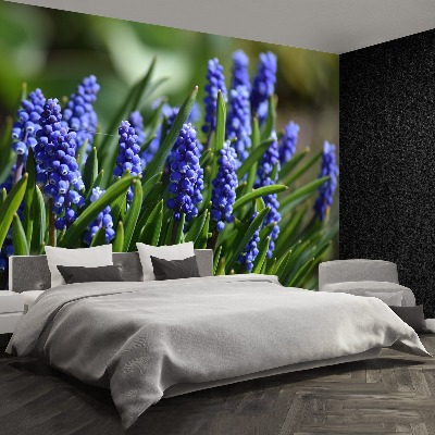 Wallpaper Blue hyacinths