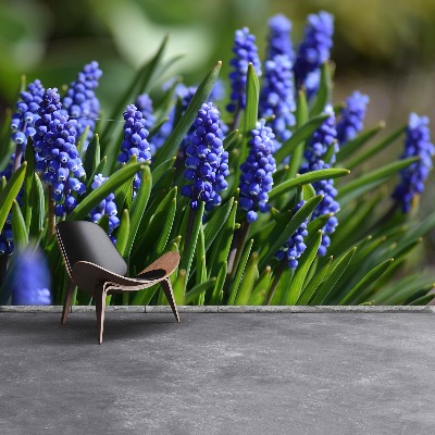 Wallpaper Blue hyacinths