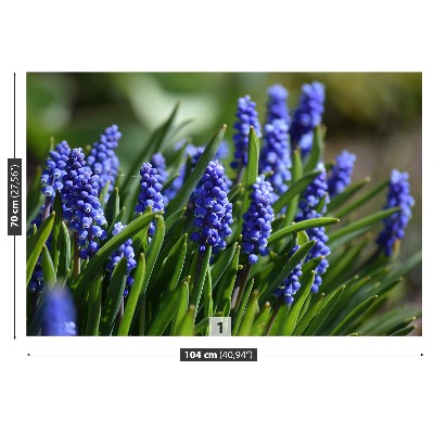 Wallpaper Blue hyacinths