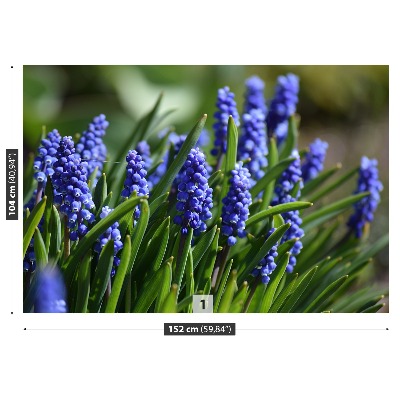 Wallpaper Blue hyacinths