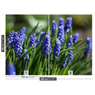 Wallpaper Blue hyacinths