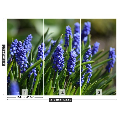 Wallpaper Blue hyacinths
