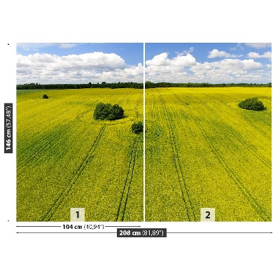 Wallpaper Field of rape