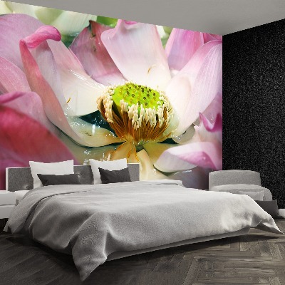 Wallpaper Lotus flower