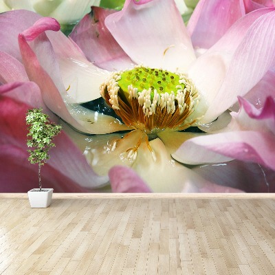 Wallpaper Lotus flower