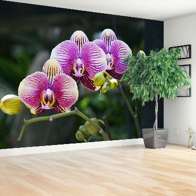 Wallpaper Orchid violet