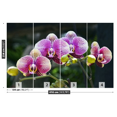 Wallpaper Orchid violet