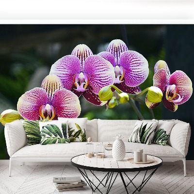 Wallpaper Orchid violet