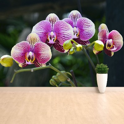 Wallpaper Orchid violet