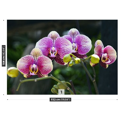 Wallpaper Orchid violet