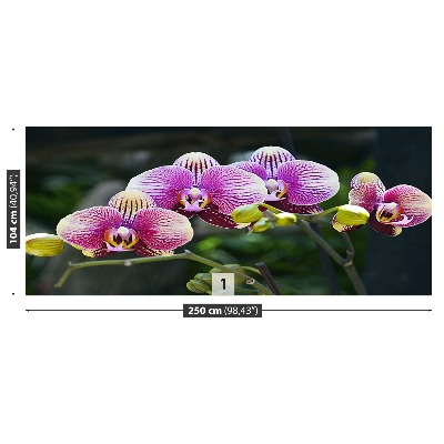 Wallpaper Orchid violet