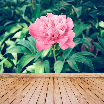 Wallpaper Pink peonies