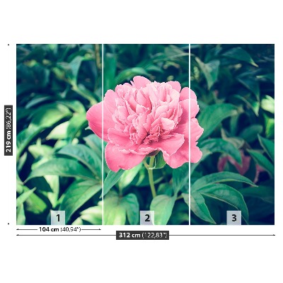 Wallpaper Pink peonies