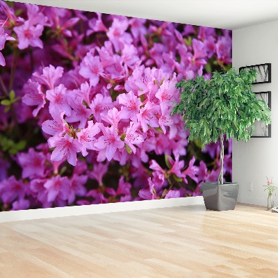 Wallpaper Rhododendron pink