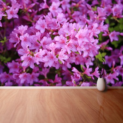 Wallpaper Rhododendron pink