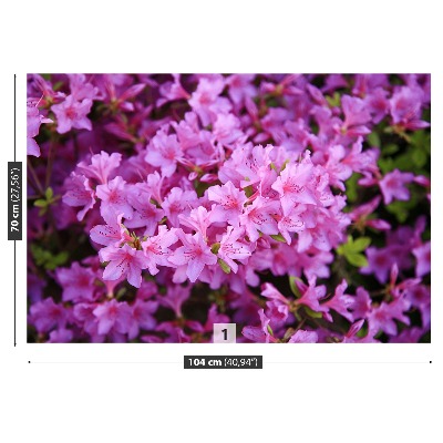 Wallpaper Rhododendron pink