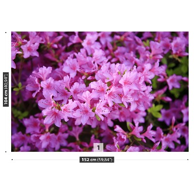 Wallpaper Rhododendron pink