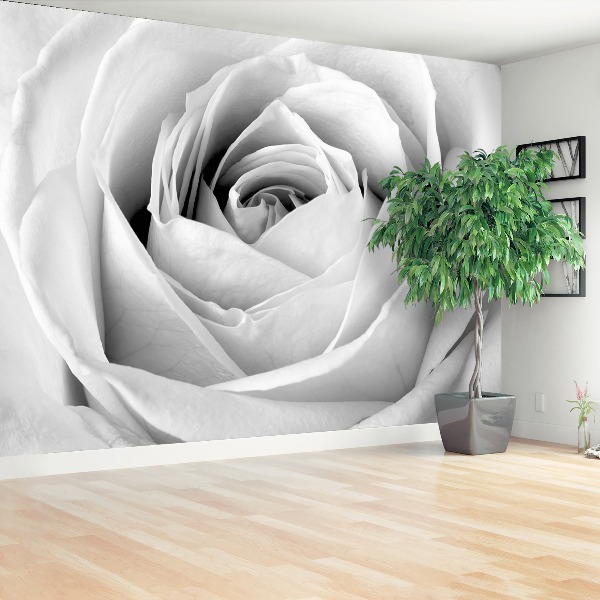 Wallpaper White rose