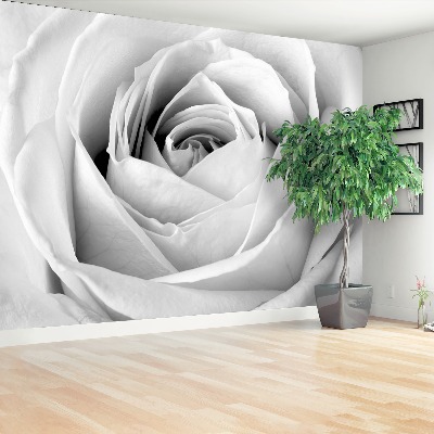 Wallpaper White rose