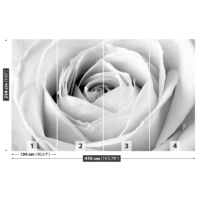 Wallpaper White rose