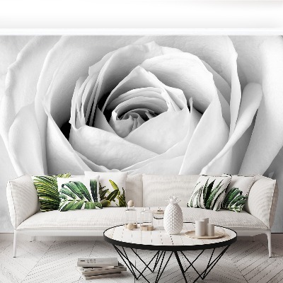 Wallpaper White rose