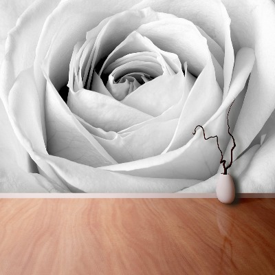 Wallpaper White rose