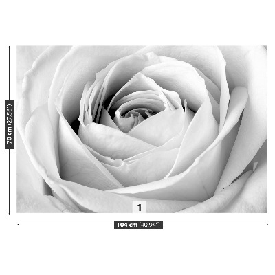 Wallpaper White rose