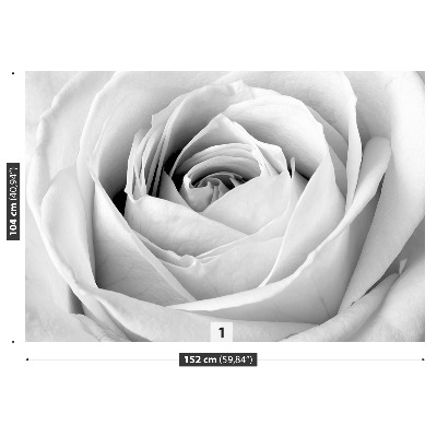 Wallpaper White rose