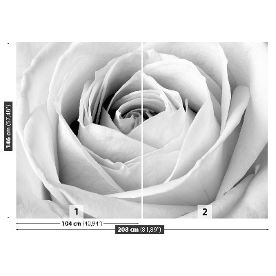 Wallpaper White rose