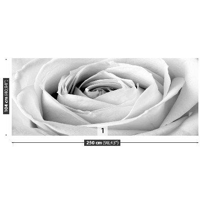 Wallpaper White rose