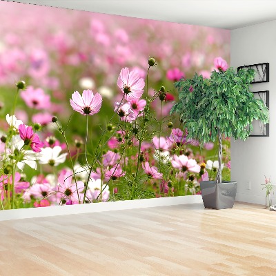 Wallpaper Cosmos flowers