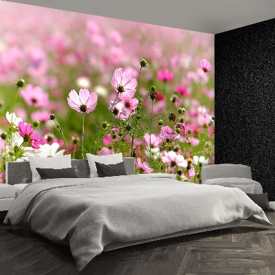 Wallpaper Cosmos flowers