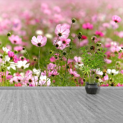 Wallpaper Cosmos flowers