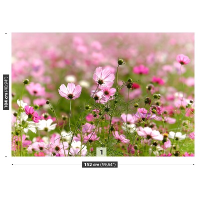 Wallpaper Cosmos flowers