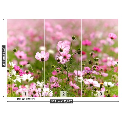 Wallpaper Cosmos flowers