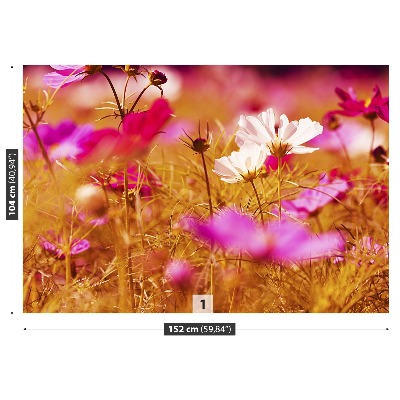 Wallpaper Cosmos flower