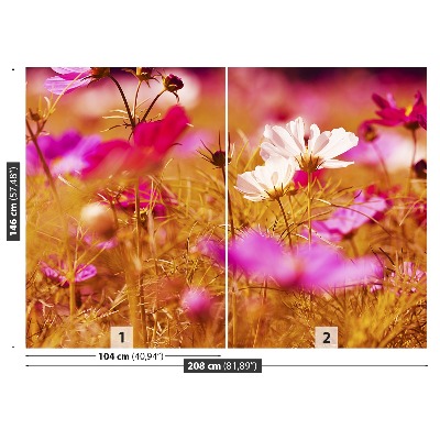 Wallpaper Cosmos flower