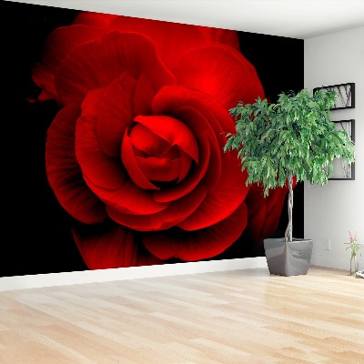 Wallpaper Red rose