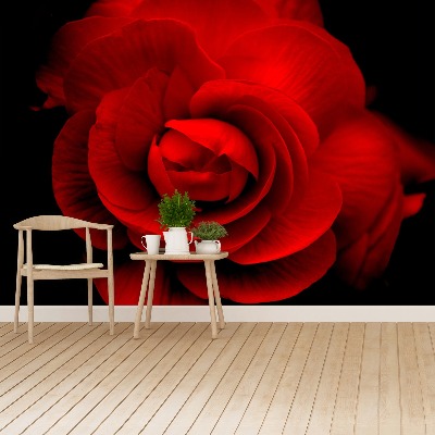 Wallpaper Red rose