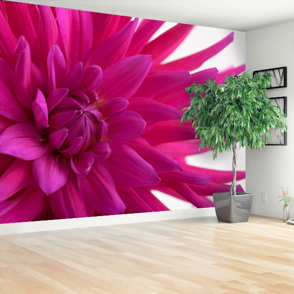 Wallpaper Dahlia pink