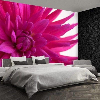 Wallpaper Dahlia pink