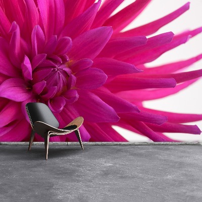 Wallpaper Dahlia pink