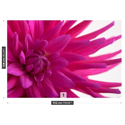 Wallpaper Dahlia pink