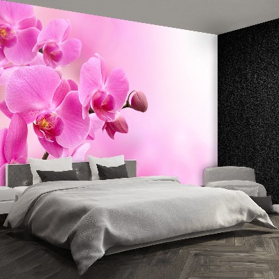 Wallpaper Pink orchid