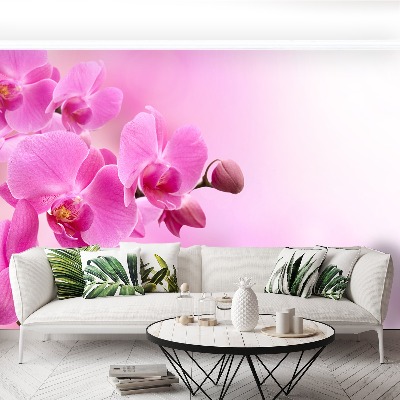 Wallpaper Pink orchid