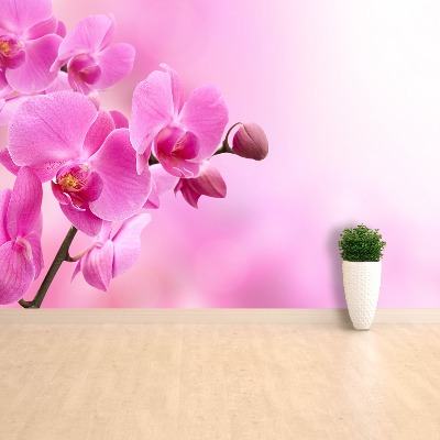 Wallpaper Pink orchid