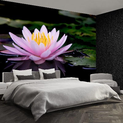 Wallpaper Pink lotus